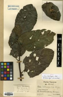 Type specimen at Edinburgh (E). Schlechter, Friedrich: 18442. Barcode: E00288986.