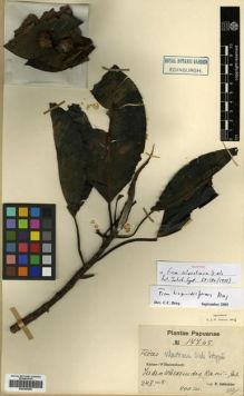 Type specimen at Edinburgh (E). Schlechter, Friedrich: 17765. Barcode: E00288989.