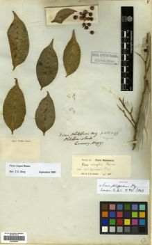 Type specimen at Edinburgh (E). Cuming, Hugh: 1937. Barcode: E00288996.
