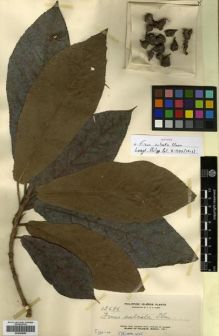 Type specimen at Edinburgh (E). Elmer, Adolph: 12686. Barcode: E00289000.