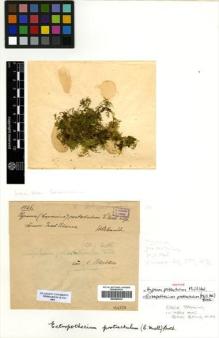 Type specimen at Edinburgh (E). Hildebrandt, Johann: 1826. Barcode: E00289039.