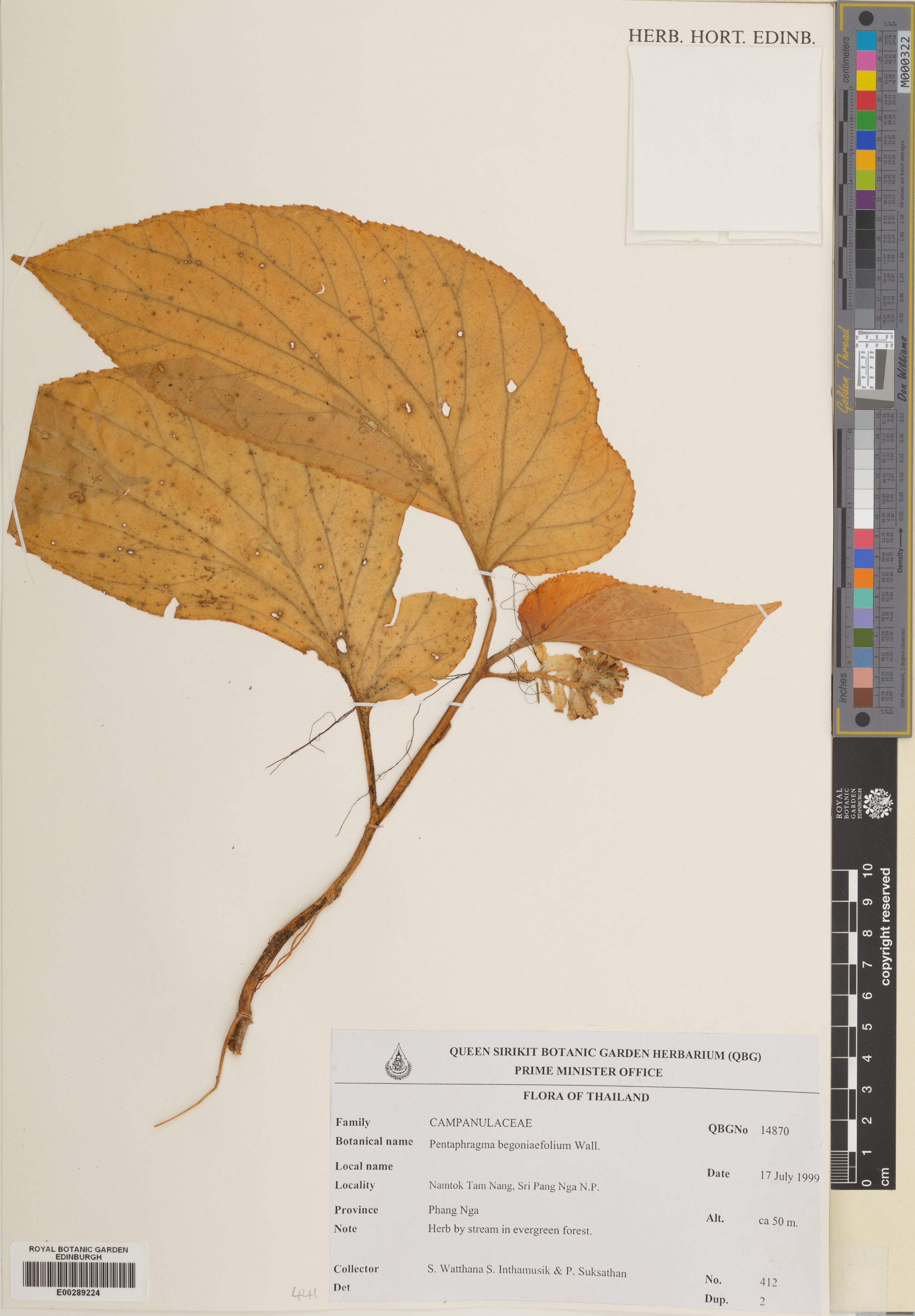 Pentaphragma begoniifolia photograph 6