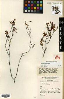 Type specimen at Edinburgh (E). Craven, Lyndley: 6646. Barcode: E00289628.