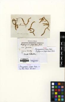 Type specimen at Edinburgh (E). Swartz, Olof: . Barcode: E00289665.