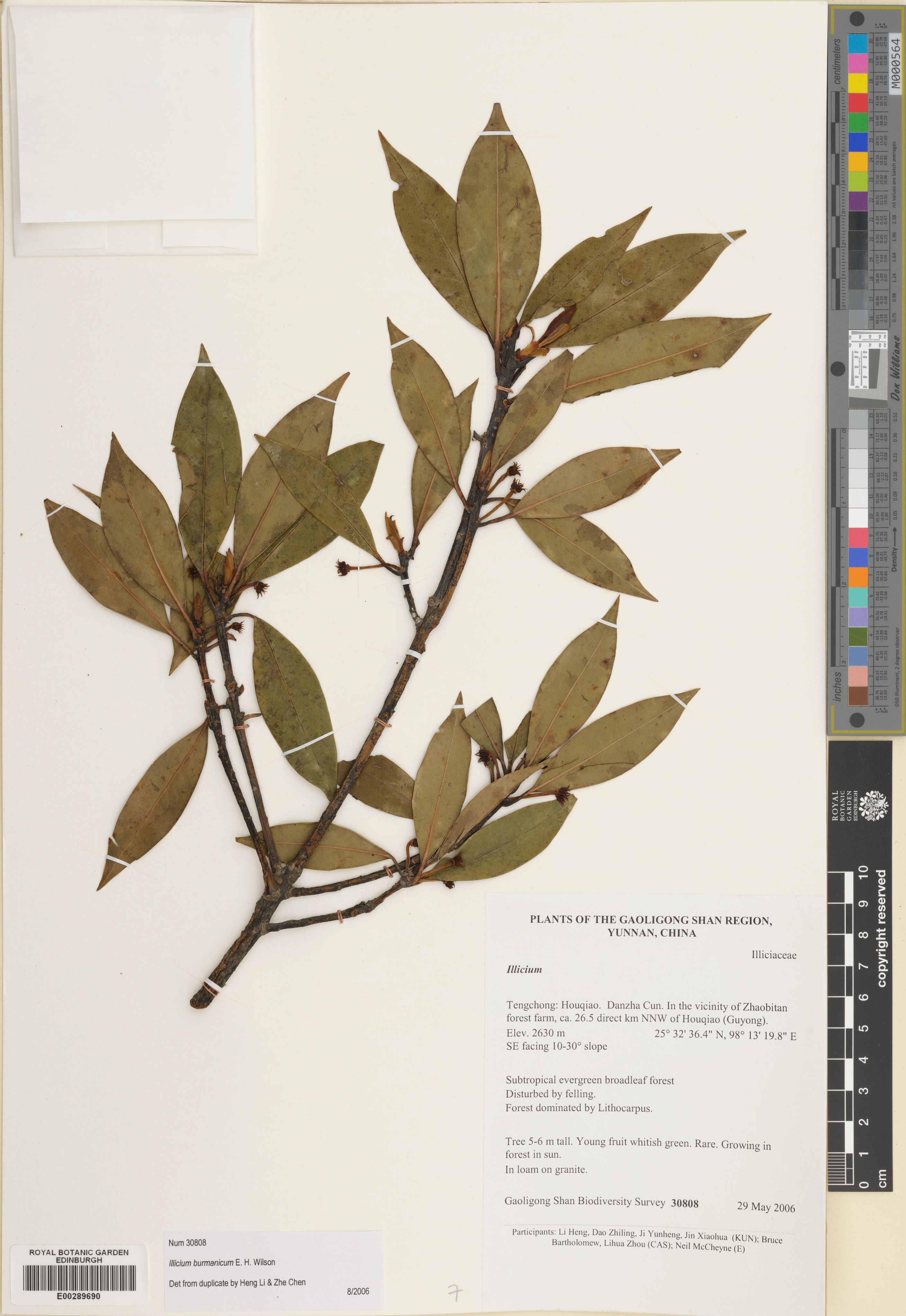 Illicium burmanicum (Illicium burmanicum)