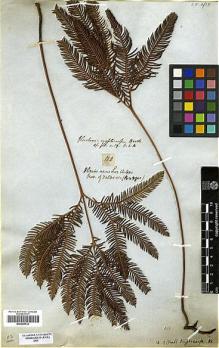 Type specimen at Edinburgh (E). Bridges, Thomas: 802. Barcode: E00289732.