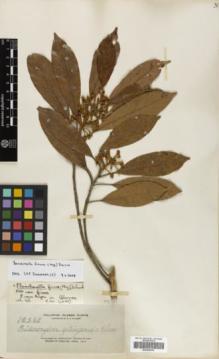 Type specimen at Edinburgh (E). Elmer, Adolph: 12352. Barcode: E00290052.