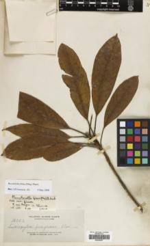 Type specimen at Edinburgh (E). Elmer, Adolph: 12307. Barcode: E00290057.