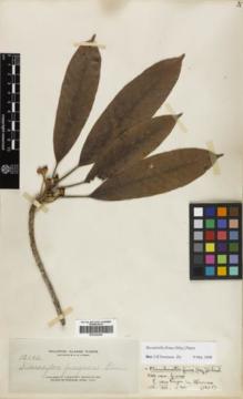 Type specimen at Edinburgh (E). Elmer, Adolph: 12190. Barcode: E00290058.