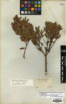 Type specimen at Edinburgh (E). Sellow, Friedrich: . Barcode: E00292753.