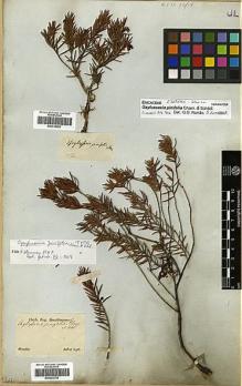 Type specimen at Edinburgh (E). Sellow, Friedrich: . Barcode: E00292758.