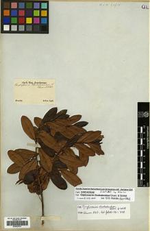 Type specimen at Edinburgh (E). Sellow, Friedrich: . Barcode: E00292763.