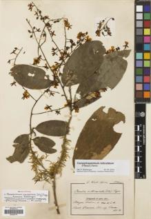Type specimen at Edinburgh (E). Conrau, G.: 68. Barcode: E00292779.
