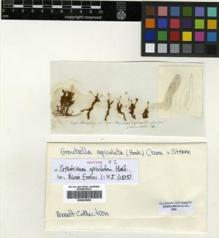 Type specimen at Edinburgh (E). Humboldt, Friedrich; Bonpland, Aime: . Barcode: E00293006.