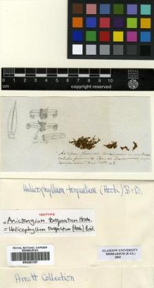 Type specimen at Edinburgh (E). Humboldt, Friedrich: . Barcode: E00293107.
