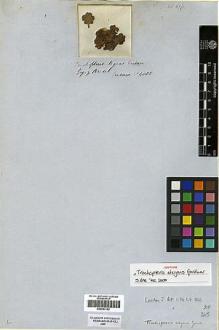 Type specimen at Edinburgh (E). Gardner, George: 4085. Barcode: E00293182.