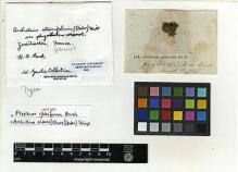 Type specimen at Edinburgh (E). Bruch, P.: 904. Barcode: E00293183.