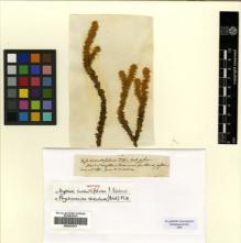 Type specimen at Edinburgh (E). : . Barcode: E00293201.