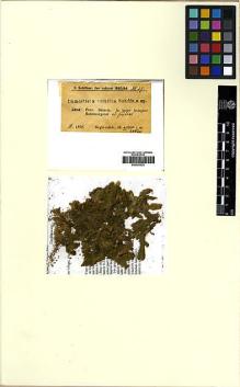Type specimen at Edinburgh (E). Schiffner, Victor: 27. Barcode: E00293422.
