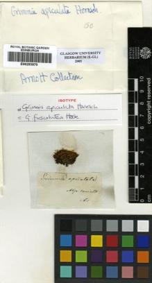 Type specimen at Edinburgh (E). Hornschuch, C.: . Barcode: E00293970.