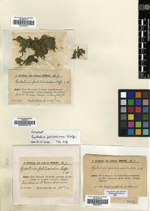 Type specimen at Edinburgh (E). Schiffner, Victor: 9. Barcode: E00293976.