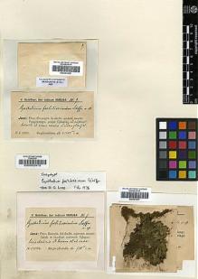 Type specimen at Edinburgh (E). Schiffner, Victor: 8. Barcode: E00293977.