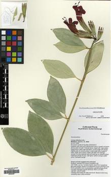Type specimen at Edinburgh (E). Middleton, David: 4593. Barcode: E00294857.