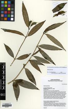 Type specimen at Edinburgh (E). Middleton, David: 4232. Barcode: E00294866.
