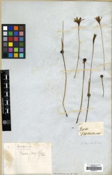 Type specimen at Edinburgh (E). Drummond, Thomas: 411. Barcode: E00295133.