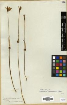 Type specimen at Edinburgh (E). Drummond, Thomas: 411. Barcode: E00295134.