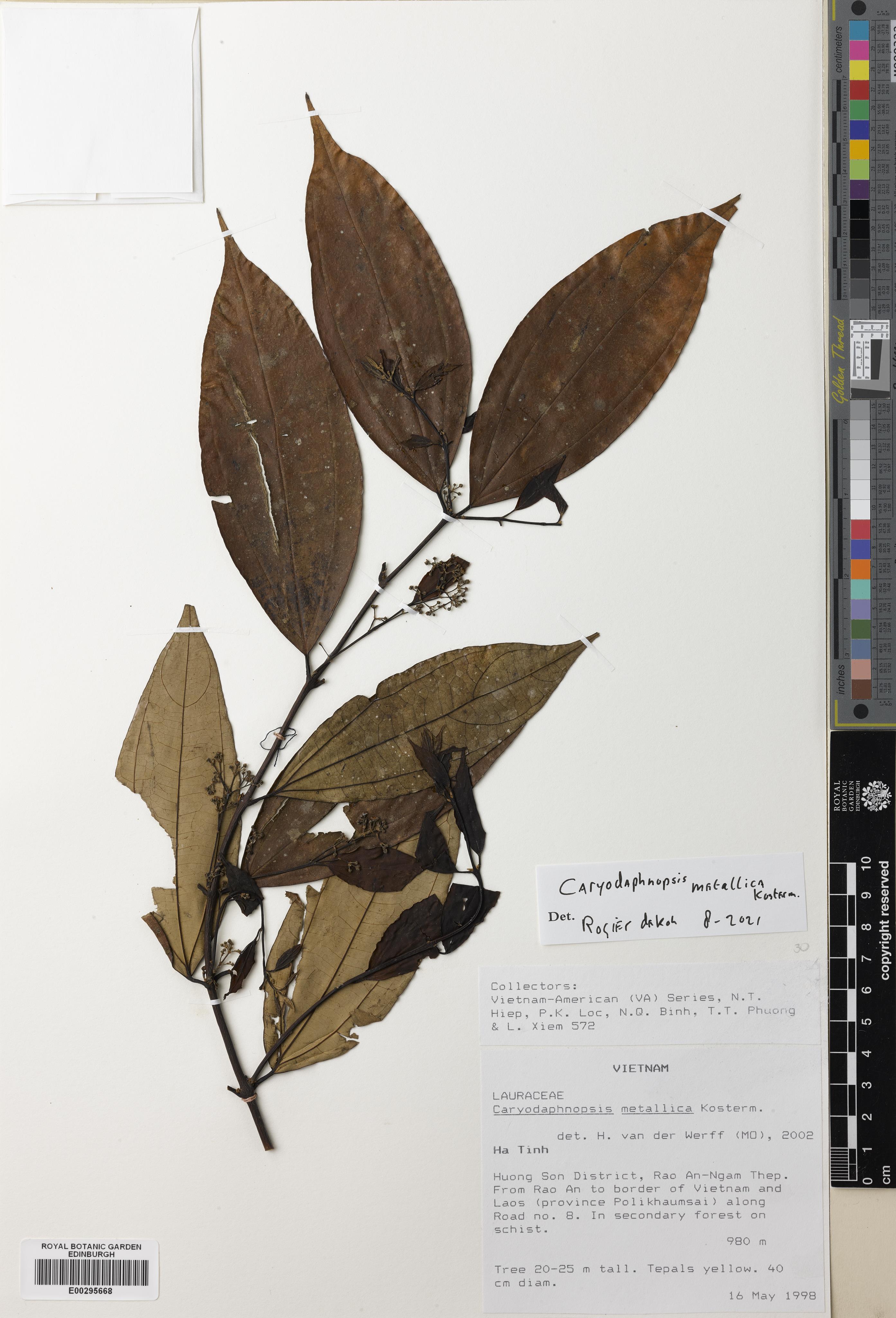 Caryodaphnopsis metallica — ảnh 2