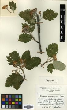 Type specimen at Edinburgh (E). Gabrielian, E.: . Barcode: E00296016.