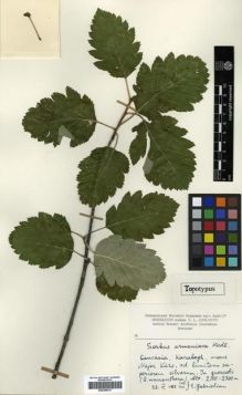 Type specimen at Edinburgh (E). Gabrielian, E.: . Barcode: E00296017.