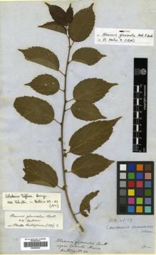 Type specimen at Edinburgh (E). Hartweg, Karl: 40. Barcode: E00296020.