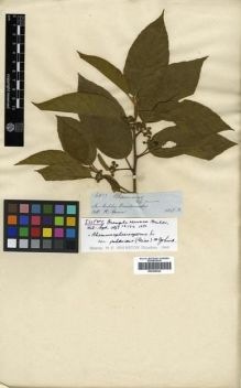 Type specimen at Edinburgh (E). Spruce, Richard: 6017. Barcode: E00296024.