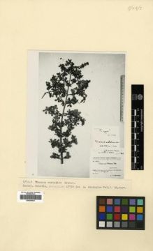 Type specimen at Edinburgh (E). Bornmüller, Joseph: 13374. Barcode: E00296034.