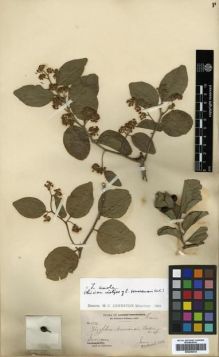 Type specimen at Edinburgh (E). Palmer, Edward: 124. Barcode: E00296039.