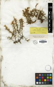Type specimen at Edinburgh (E). Boissier, Pierre: . Barcode: E00296049.
