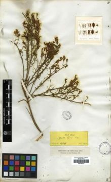 Type specimen at Edinburgh (E). Boissier, Pierre: . Barcode: E00296051.