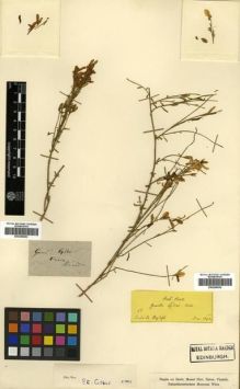 Type specimen at Edinburgh (E). Boissier, Pierre: 57. Barcode: E00296054.