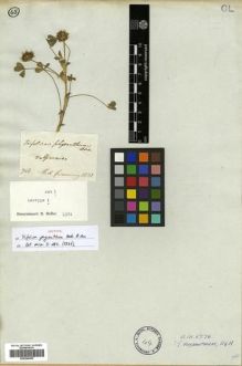 Type specimen at Edinburgh (E). Cuming, Hugh: 748. Barcode: E00296055.