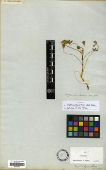 Type specimen at Edinburgh (E). Cuming, Hugh: 748. Barcode: E00296056.