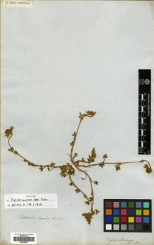Type specimen at Edinburgh (E). Cuming, Hugh: 749. Barcode: E00296057.