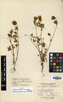 Type specimen at Edinburgh (E). Meyers, Frederic; Dinsmore, John: 6927. Barcode: E00296069.