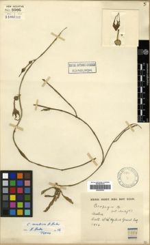 Type specimen at Edinburgh (E). Ogilvie-Grant, William: 759. Barcode: E00296083.