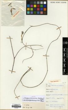 Type specimen at Edinburgh (E). Chaudhary, Shaukat: 900A. Barcode: E00296084.