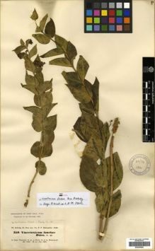 Type specimen at Edinburgh (E). Kotschy, Carl (Karl): 359. Barcode: E00296088.
