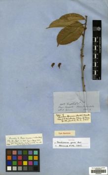 Type specimen at Edinburgh (E). Spruce, Richard: 4483. Barcode: E00296093.