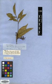 Type specimen at Edinburgh (E). Spruce, Richard: 4220. Barcode: E00296094.