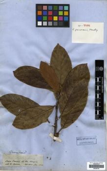 Type specimen at Edinburgh (E). Spruce, Richard: 2768. Barcode: E00296104.